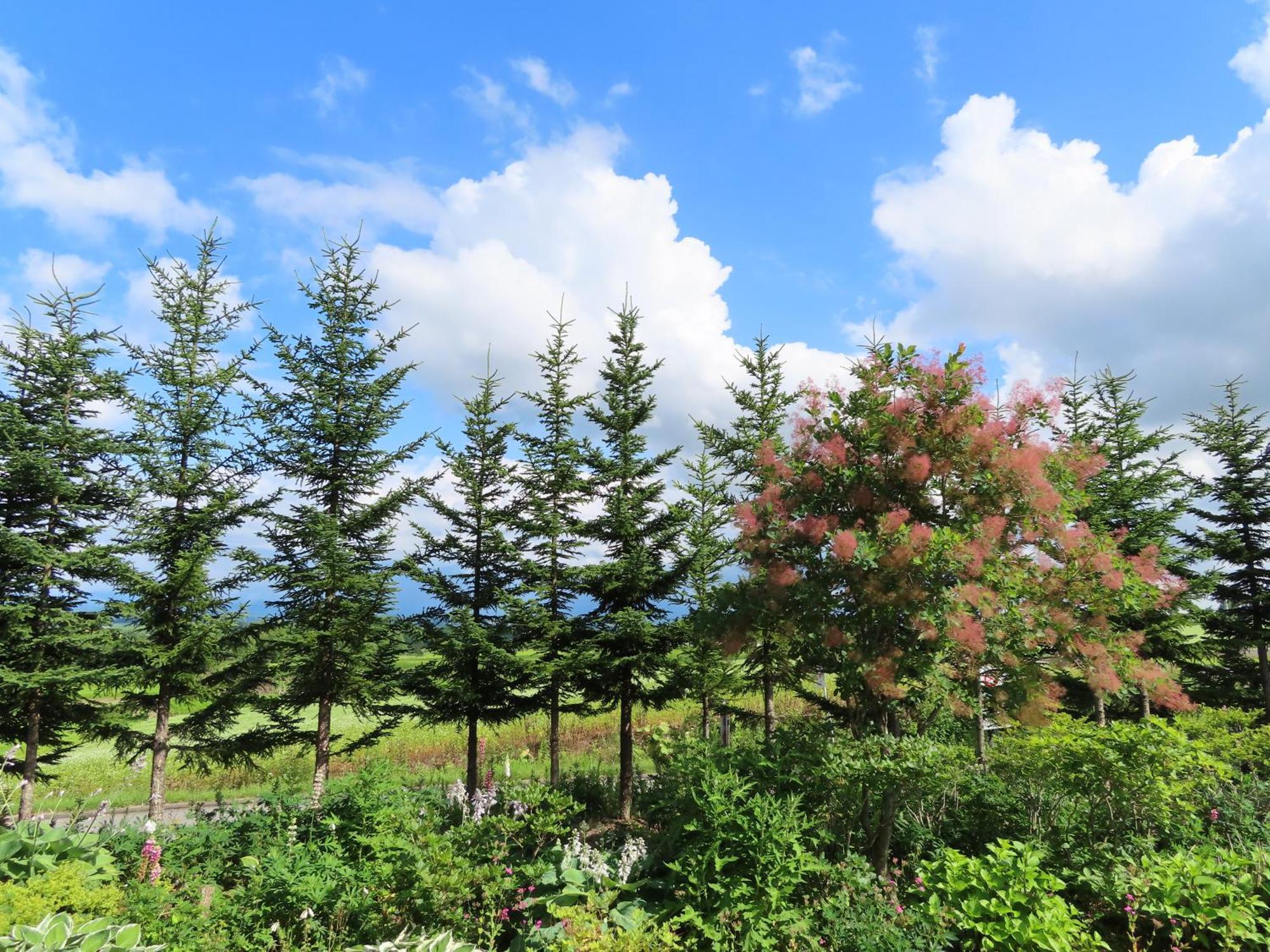 Pension Ken&Mary บิเอะ ห้อง รูปภาพ